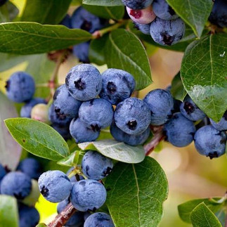 Frutti di Bosco