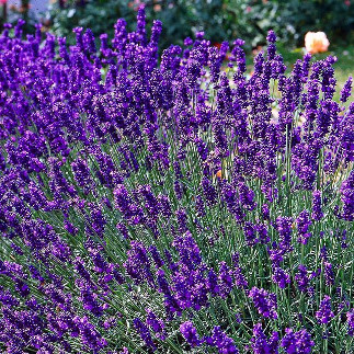 Piante Aromatiche
