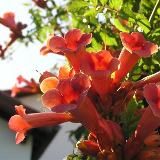 Piante da Fiore